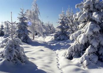 Winterwald Mit freundlicher Genehmigung Fotograf Harald Wunderlich